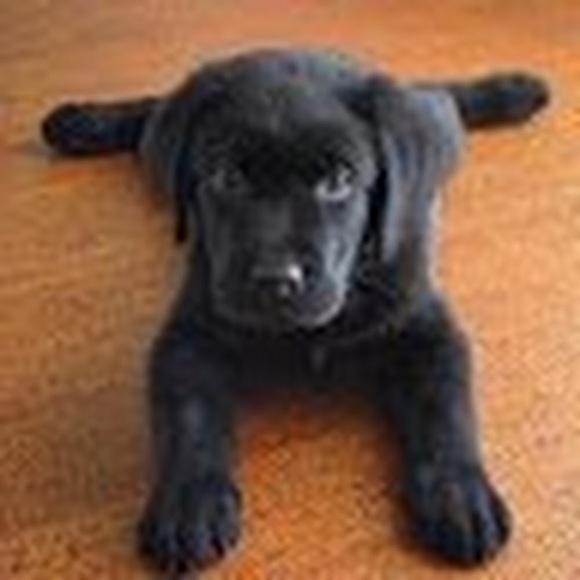 Meet your Posher, Haley - Picture 1 of 1